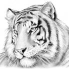 PKB Tiger Blank - Big Cat Series - Fits Cierra / Sierra Pen Kits Etc.
